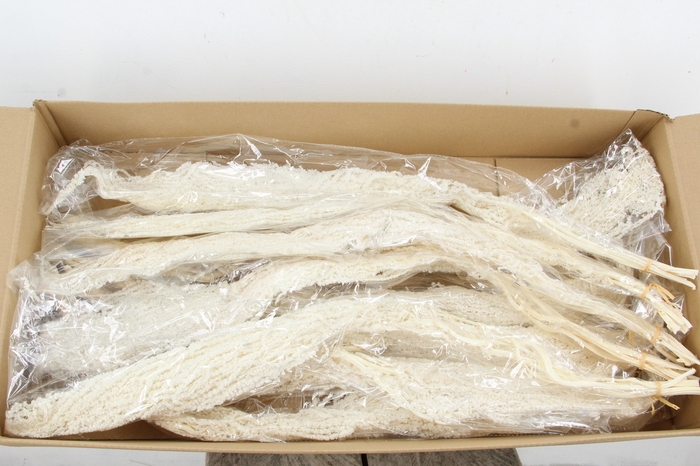 <h4>PF Amaranthus Hang Bleach Bs</h4>