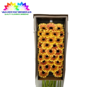 Germini Holy Moly Doos