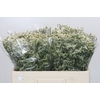 Limonium China White