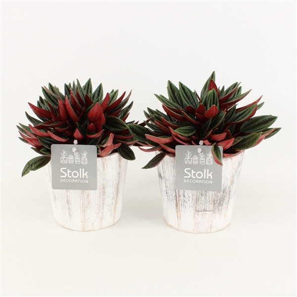 <h4>Peperomia Rosso in Pure Wood Wit</h4>