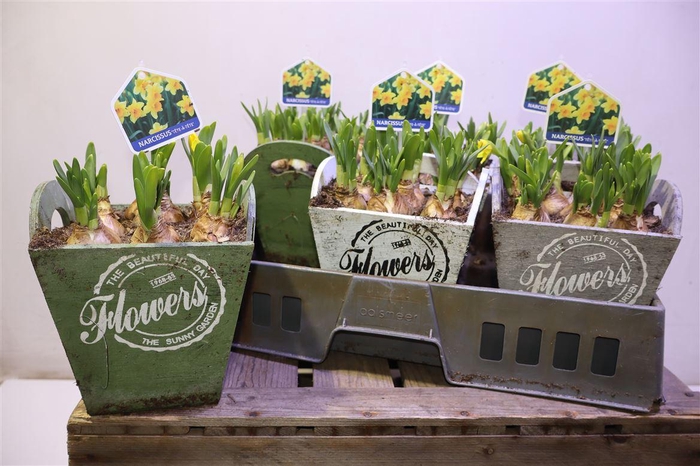 <h4>arr8 Arr N Tete A Tete In Houten Hengsel Bakje</h4>