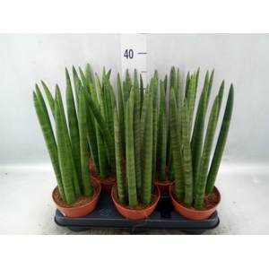 Sansevieria cyl.  ...