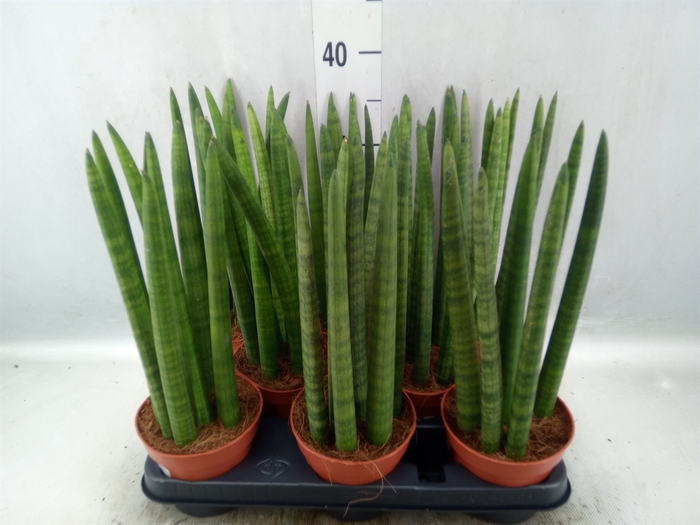 <h4>Sansevieria cyl.  ...</h4>