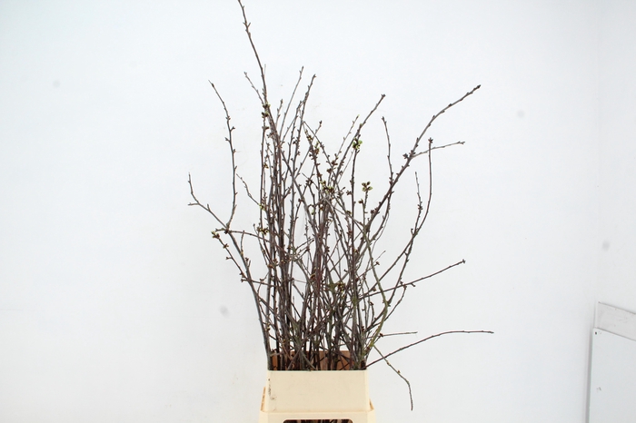 <h4>KERSENBLOESEM GROF PER STEM 140/150CM</h4>