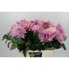 Dahlia Cafe Au Lait