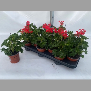 PEL PELT DECORA ROOD