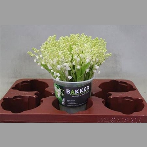Convallaria P St