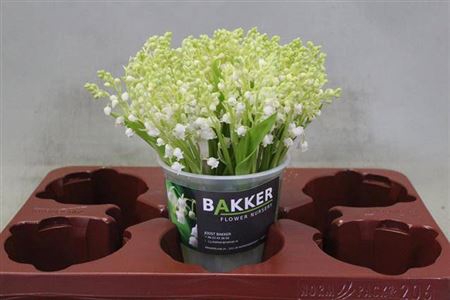 <h4>Convallaria P St</h4>