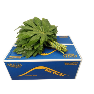 ARALIA RIO VERDE 35CM