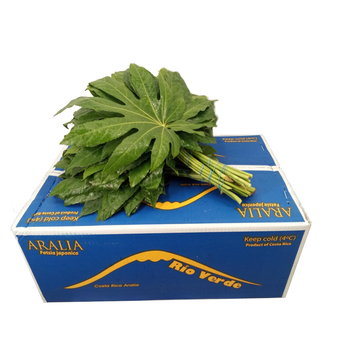 <h4>ARALIA 25 CM RIO VERDE</h4>