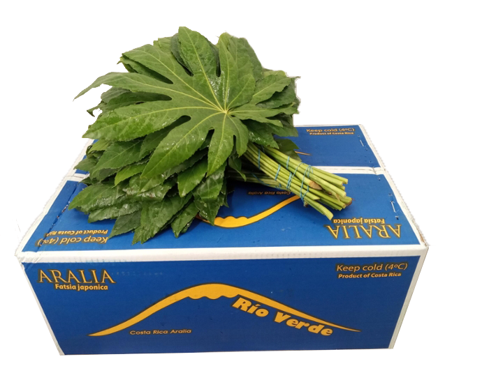 ARALIA RIO VERDE 35CM