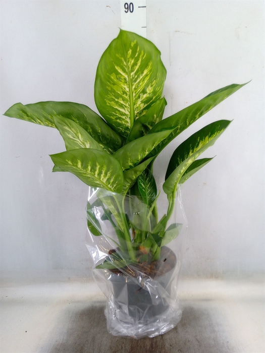 <h4>Dieffenbachia seg. 'Reeva'</h4>