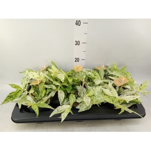 Pellionia repens