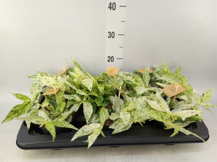 <h4>Pellionia repens</h4>