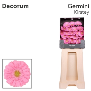 Germini Kirstey Diamond