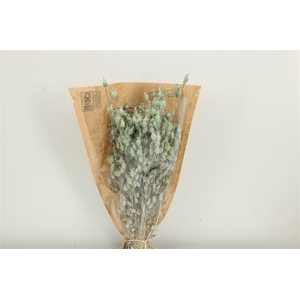 Dried Silene Light Blue Bunch Slv