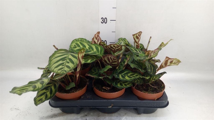<h4>Calathea   ...</h4>