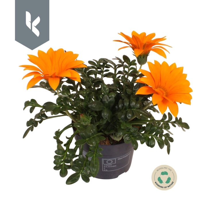 <h4>Gazania Giant Deep Orange</h4>