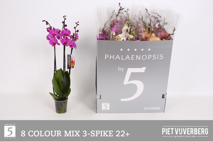 <h4>PHAL GEM 8 KL</h4>