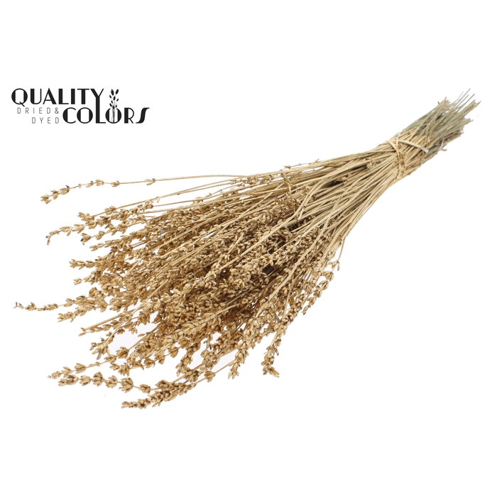<h4>Lavendel per bunch Antique Gold</h4>