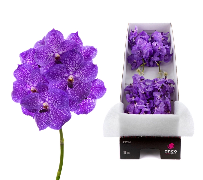 <h4>Vanda Violet Blue 83 X8</h4>