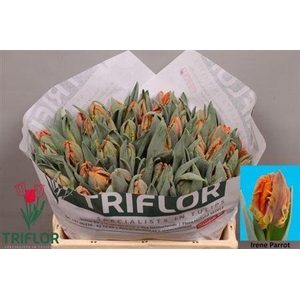 XXXX TU PA IRENE PARROT    SF