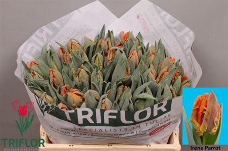 <h4>XXXX TU PA IRENE PARROT    SF</h4>