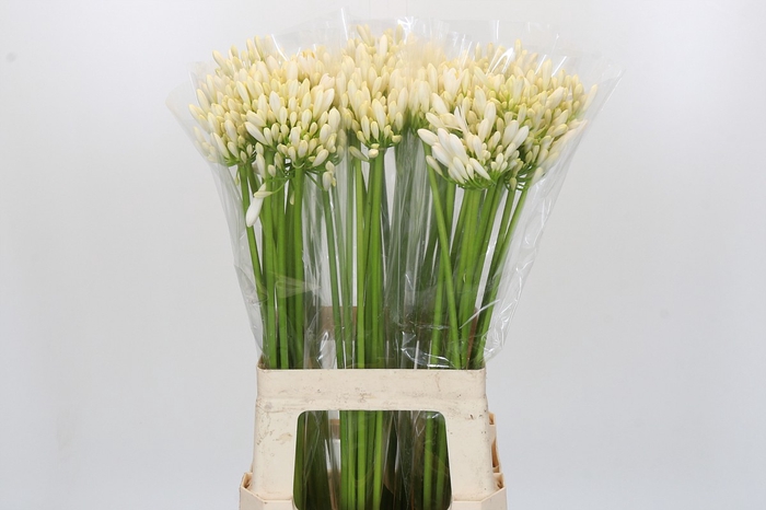 <h4>Agapanthus Gletsjer</h4>
