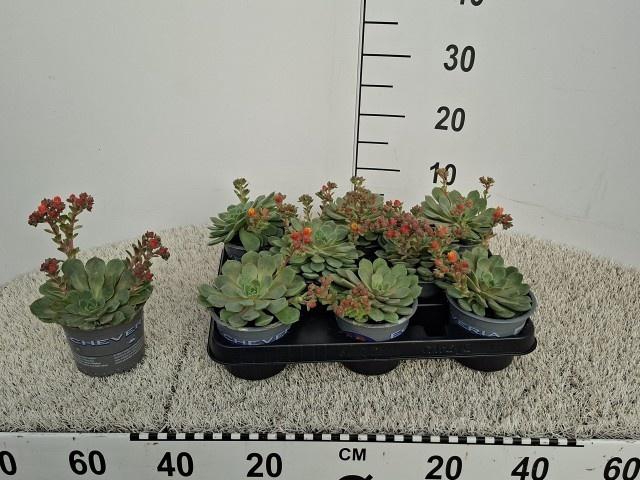 <h4>ECHEV DONDO</h4>