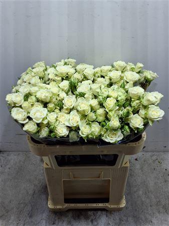 <h4>R Tr Snowflake</h4>