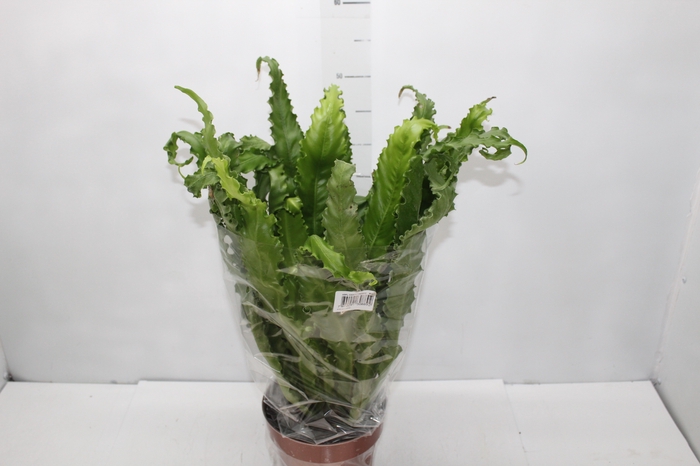 <h4>ASPLENIUM OSAKA CRESPO P17</h4>