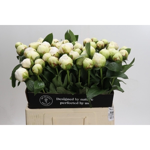 Paeonia Bowl Of Cream