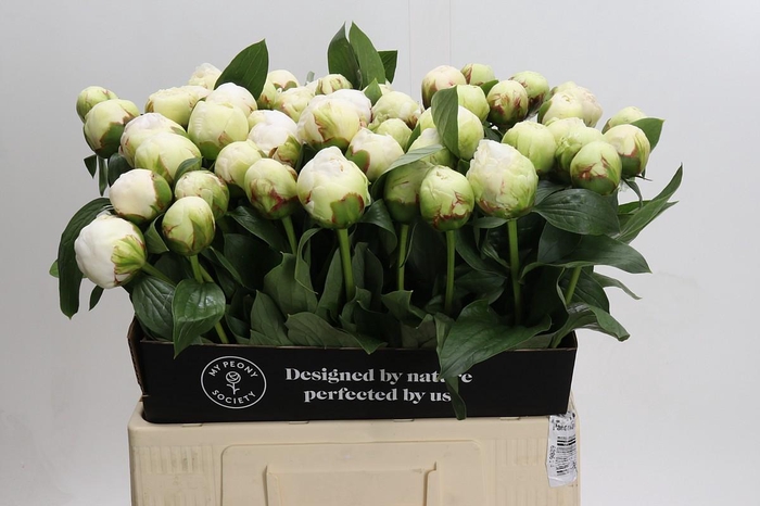 <h4>Paeonia Bowl Of Cream</h4>