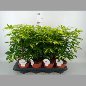 Schefflera arbor. 'Gerda'