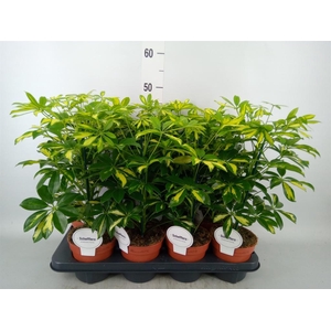 Schefflera arbor. 'Gerda'