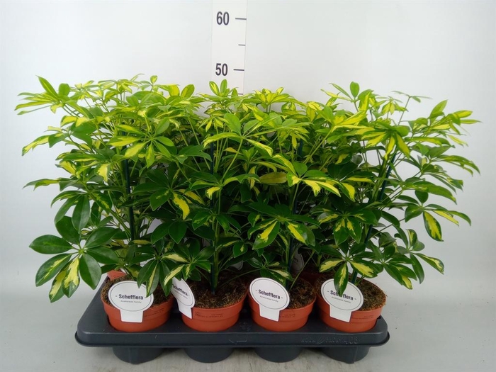 <h4>Schefflera arbor. 'Gerda'</h4>