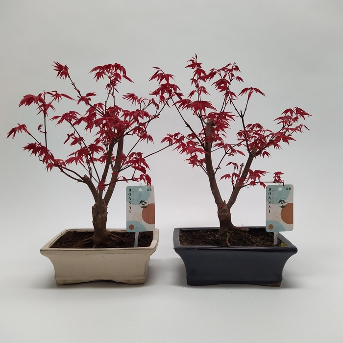 <h4>Acer Deshojo Bonsai 20 cm</h4>