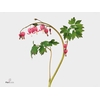 Dicentra Spectabilis