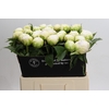 Paeonia Brother Chuck