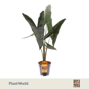 Alocasia zebrina