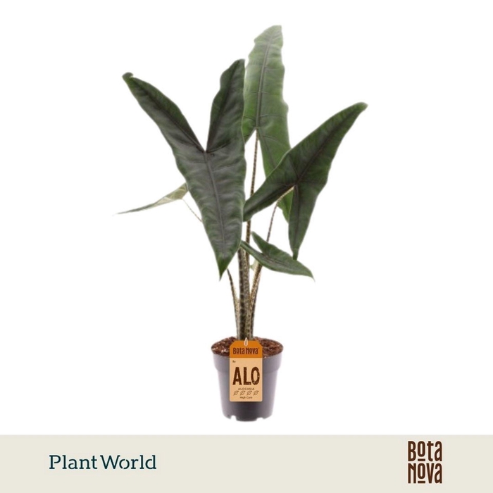 <h4>Alocasia zebrina</h4>