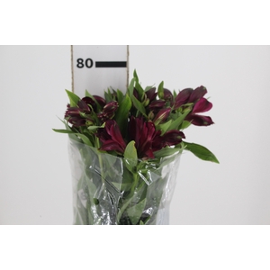 ALSTROEMERIA POMPEII 080 CM