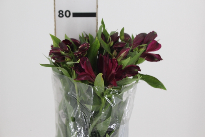 <h4>ALSTROEMERIA POMPEII 080 CM</h4>