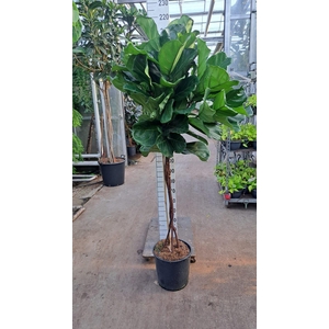 Ficus lyrata