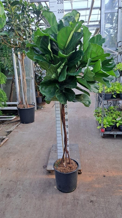 <h4>Ficus lyrata</h4>