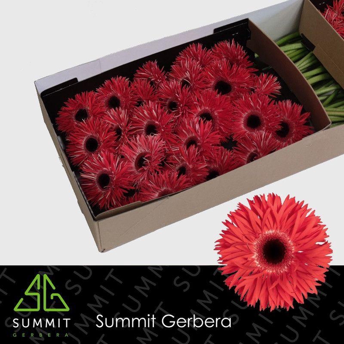 Gerbera grootbloemig spinvormig Katie+