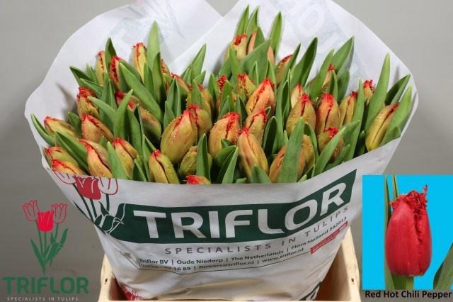 <h4>TU FR RE H CHILI PEP</h4>