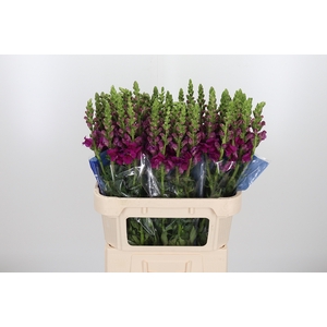 Antir Toulon Purple
