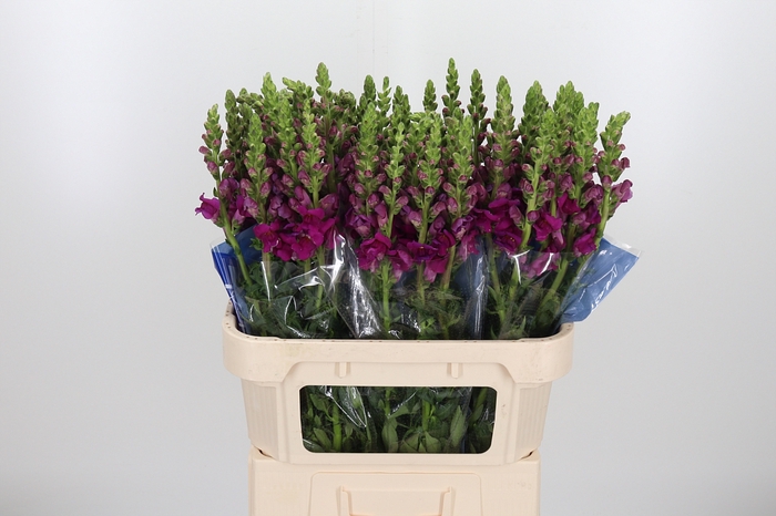 <h4>Antir Toulon Purple</h4>