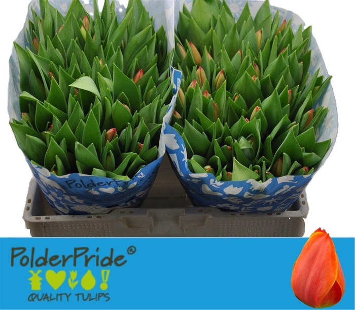 <h4>Tu En Ad Rem</h4>